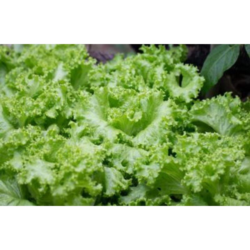 

selada 250gr