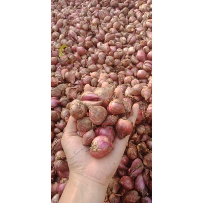 

Bawang Merah Brebes 1Kg