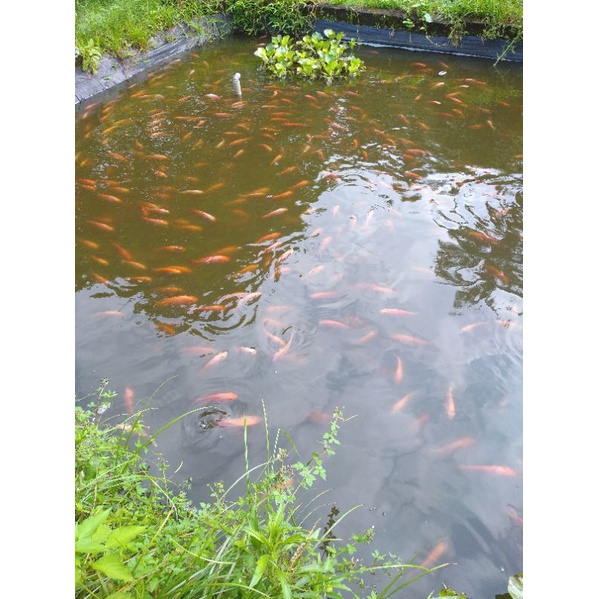 

ikan Nila Merah