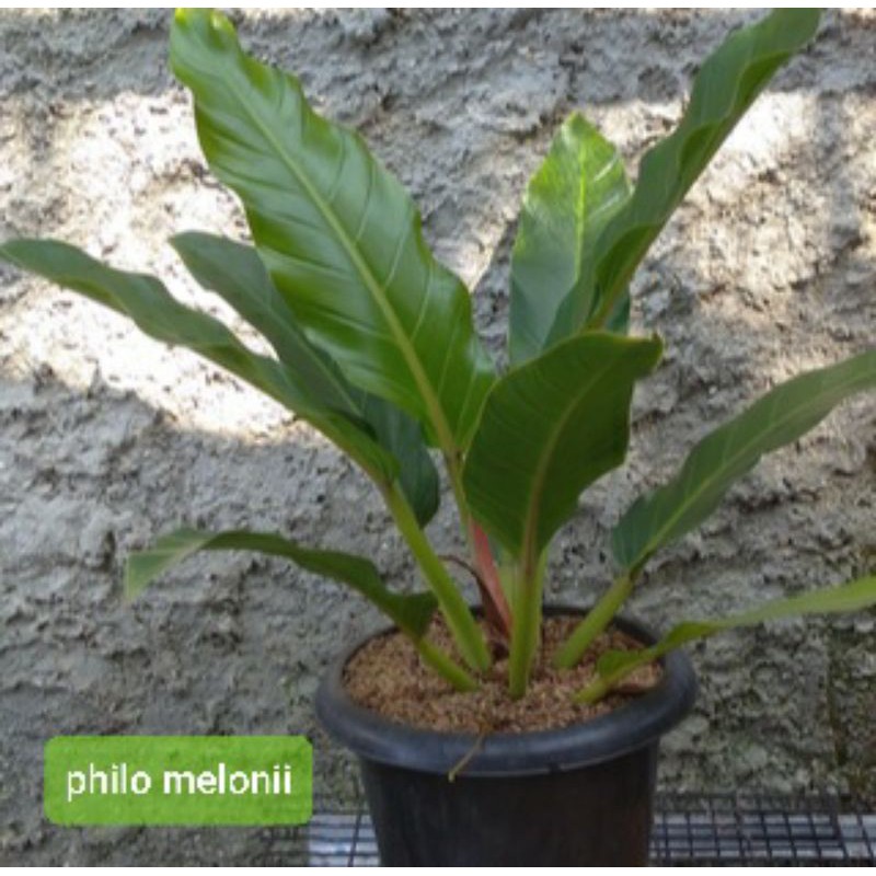 philodendron melonii / pilo meloni