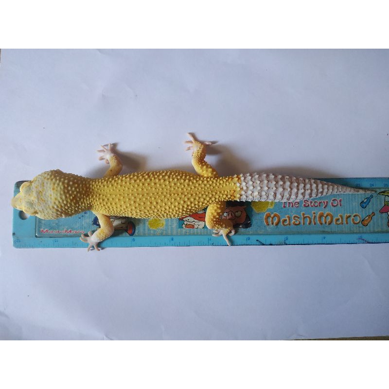 Hiasan / acc leopard gecko random indukan / garansi data lengkap