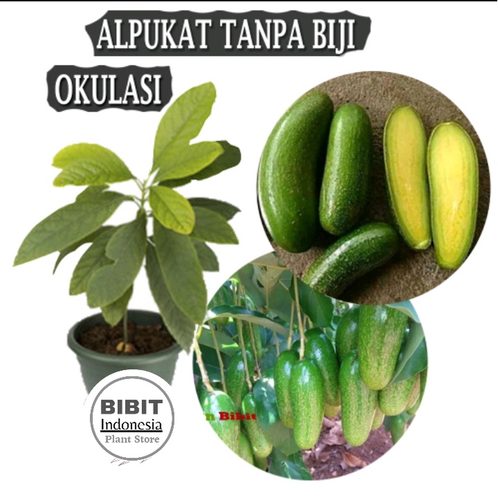 Bibit  Alpukat Tanpa Biji / Tanaman Buah Alpukat Tanpa Biji