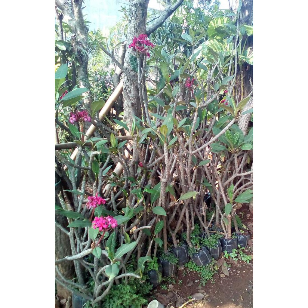 Pohon Kamboja Merah Kecap