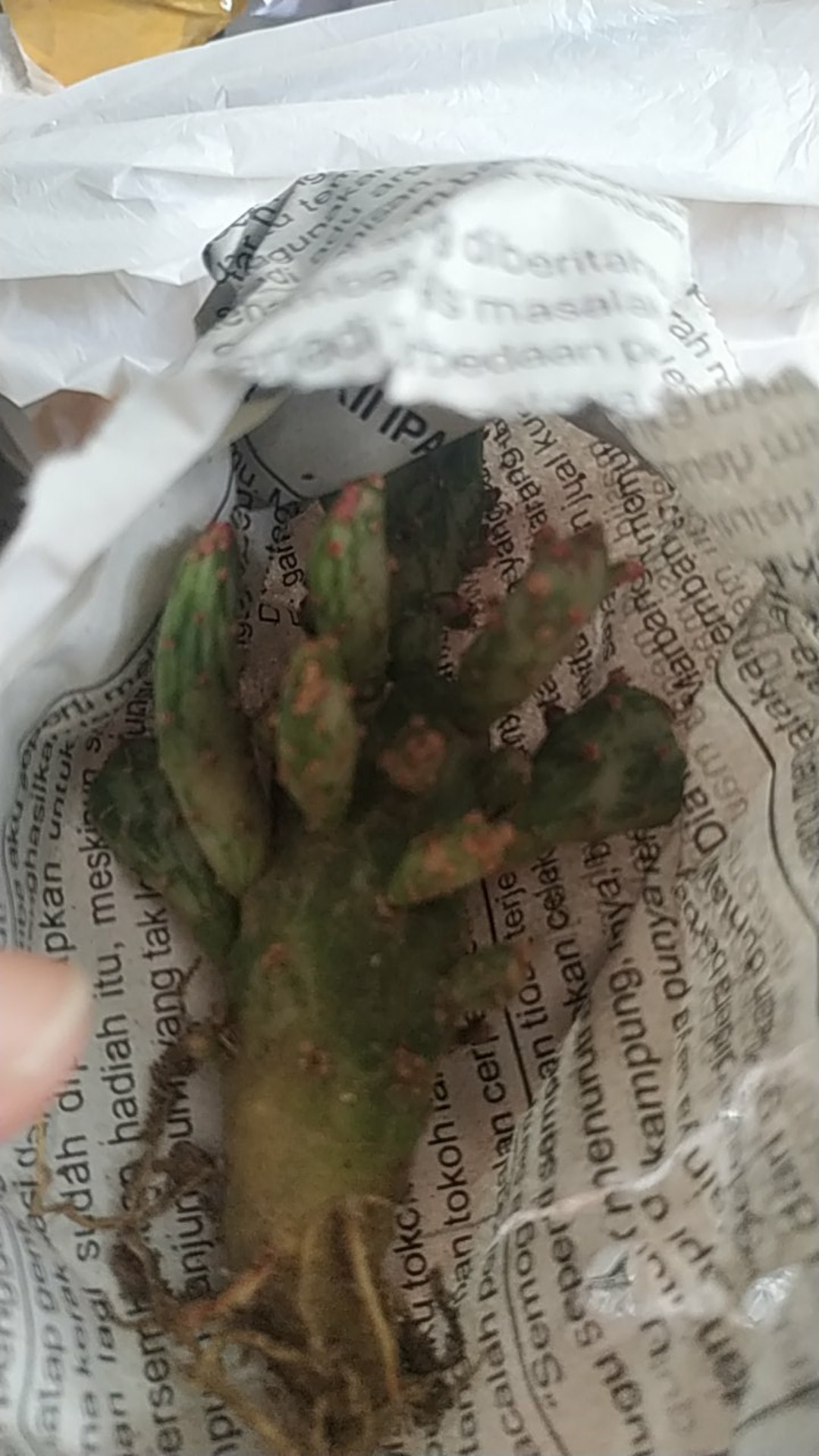 Kaktus Opuntia Vulgaris Variegata