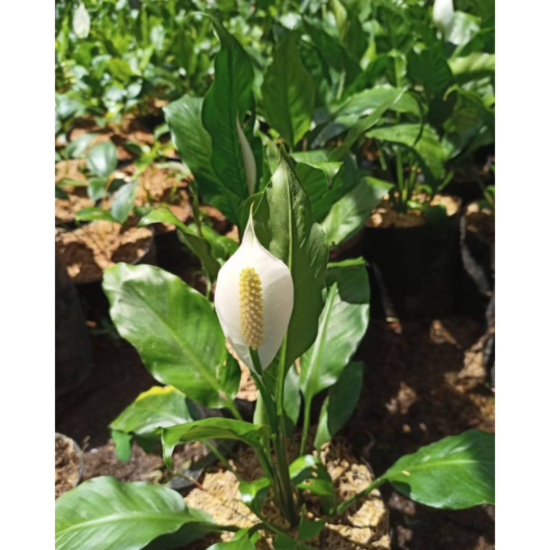 ID TANAMAN HIAS PEACE LILY PEMBERSIH UDARA SUDAH BERBUNGA