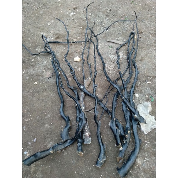 bahan akar bahar hitam asli papua