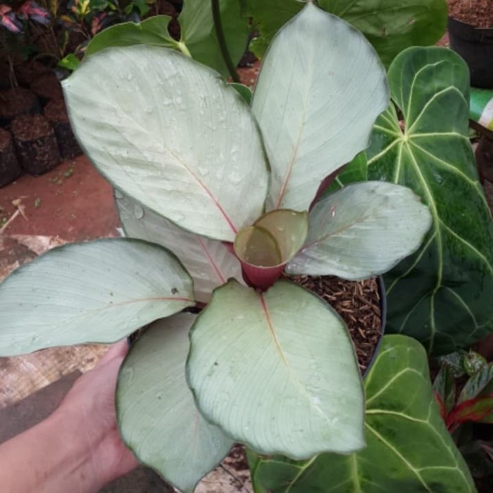 Calathea Silver Plate