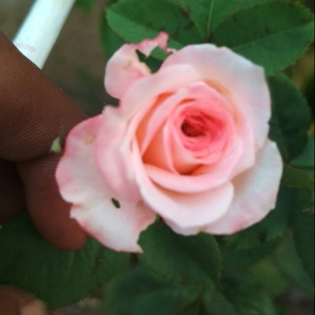 Bibit bunga mawar putih