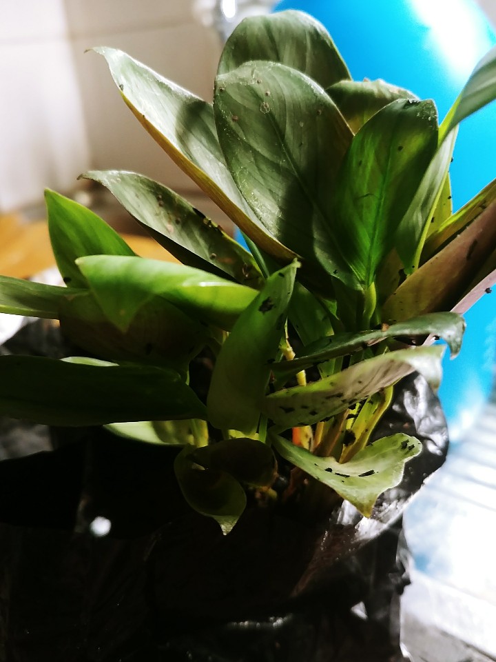 Tanaman Hias Calathea Greey Stars