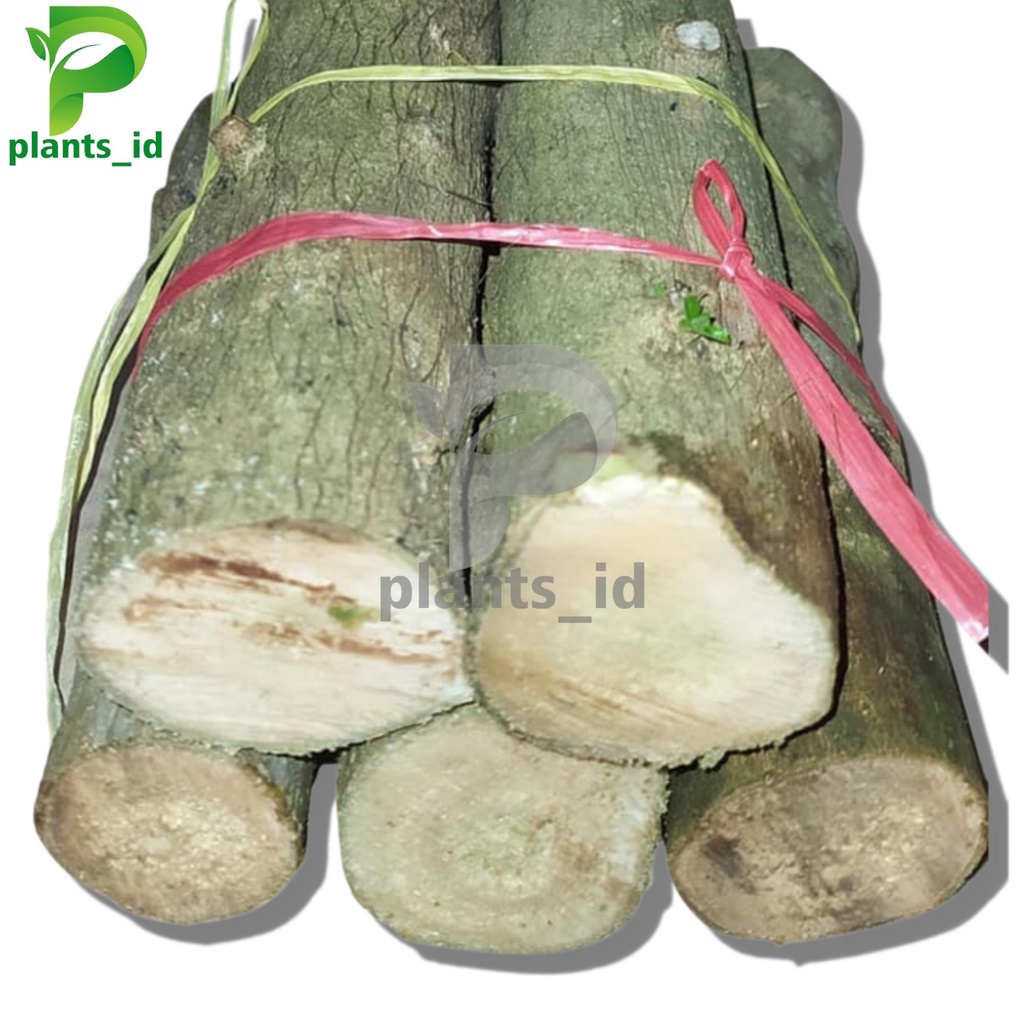 stek sancang jumbo Bahan Bonsai sancang mame