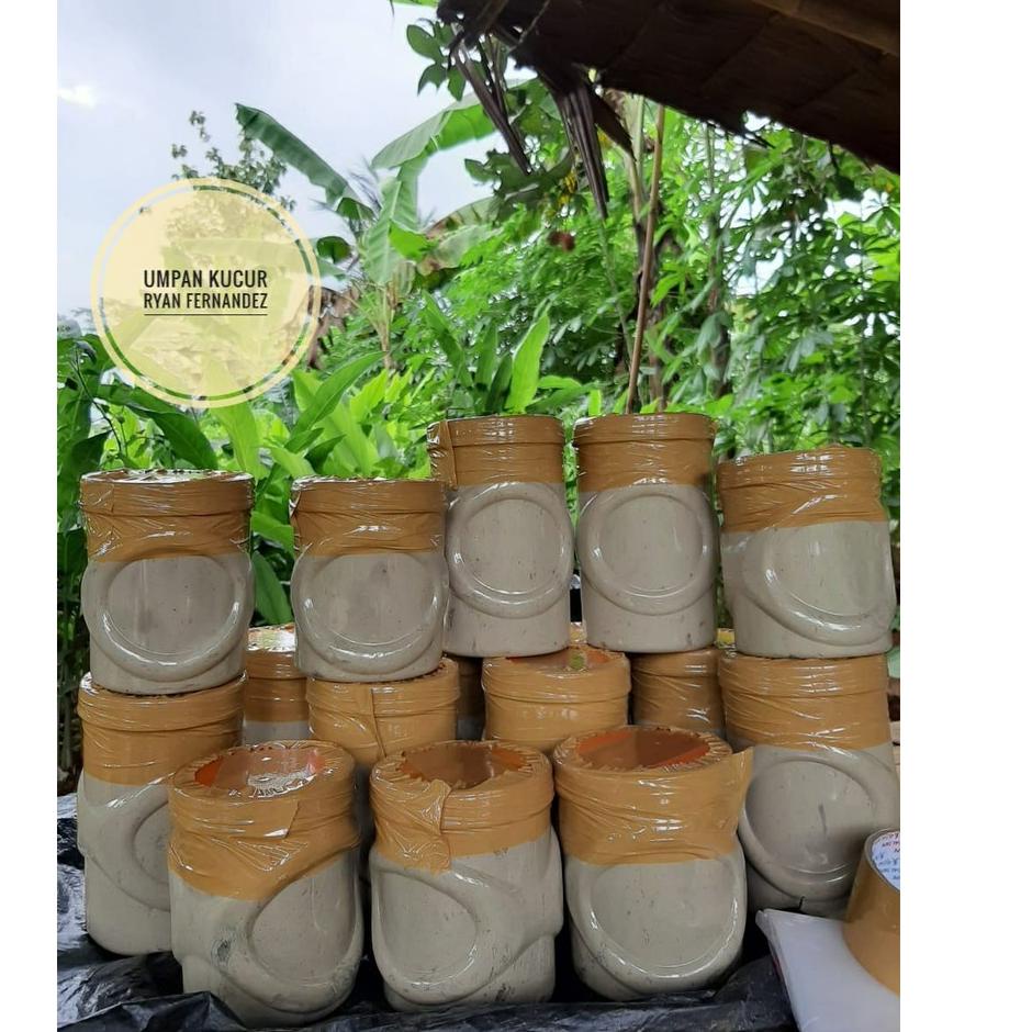 Paling Diminati Umpan Kucur Super Ryan Fernandez