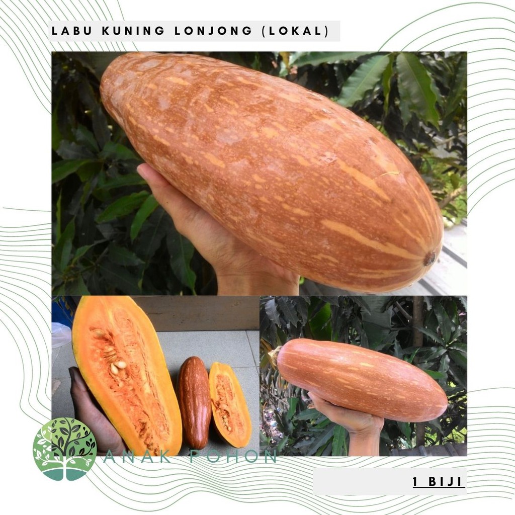 Benih Bibit Biji - Labu Kuning Panjang Lonjong Loreng Seeds - LOKAL