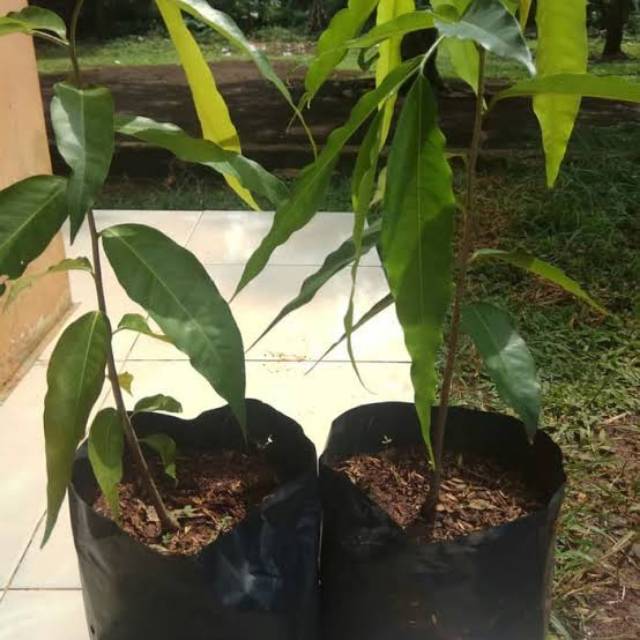 Bibit Pohon Glodokan Tiang