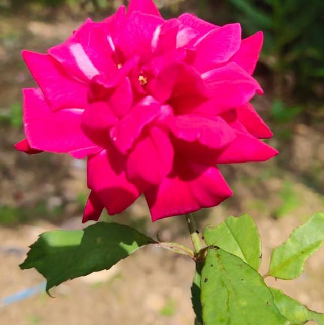 mahiranur