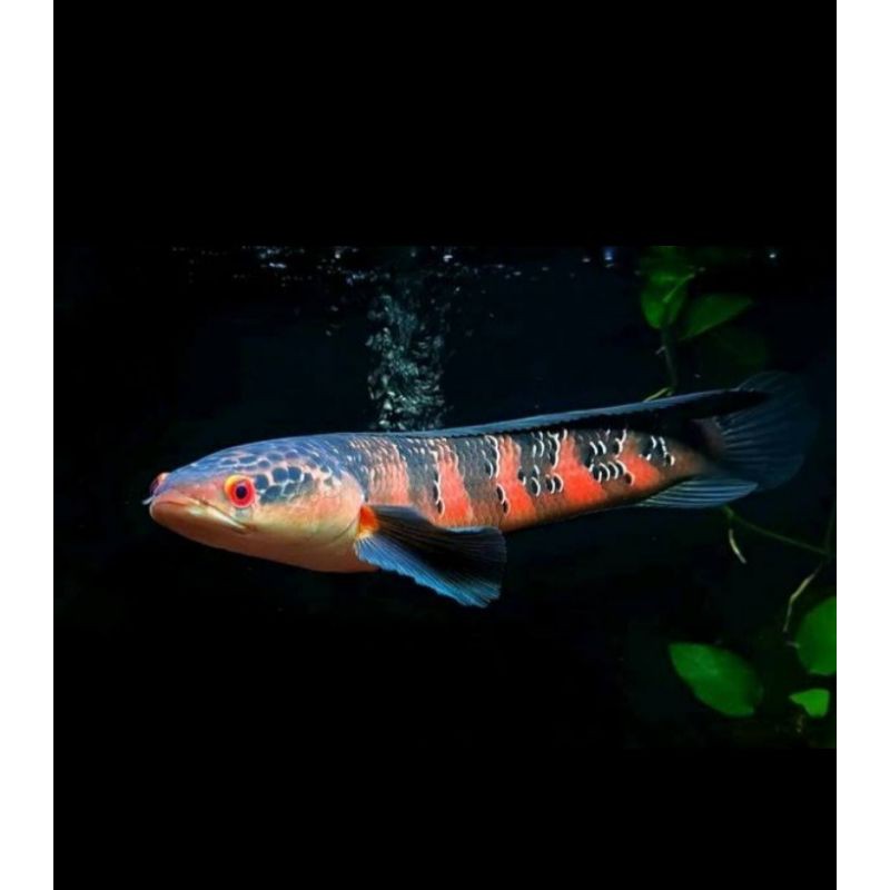 Chana Red Sampit Size 4-5Cm