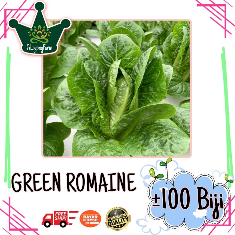 Benih Bibit Green Romaine - Bibit Sayuran