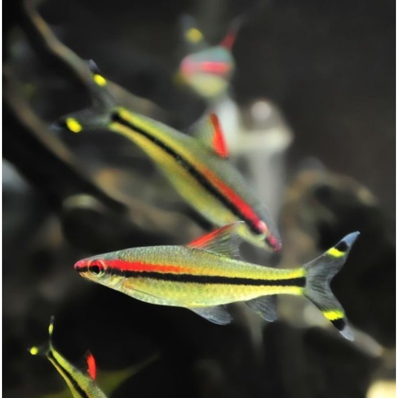 Ikan Hias Denisoni Pontius Aquarium Aquascape
