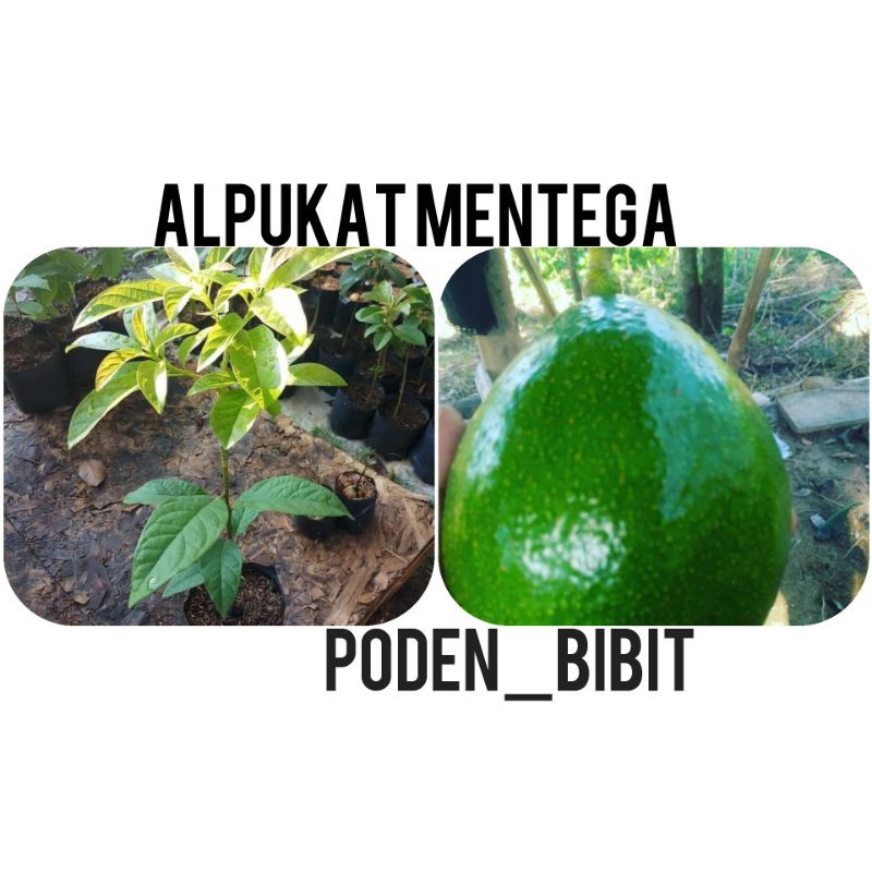 

alpukat mentega