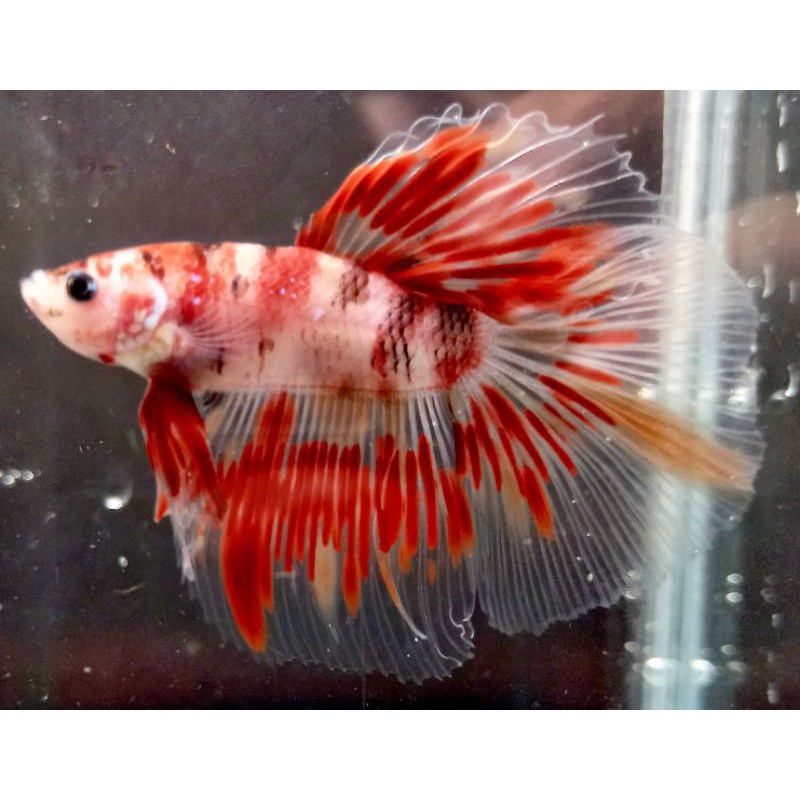 Cupang Halfmoon Hm Giant kombinasi