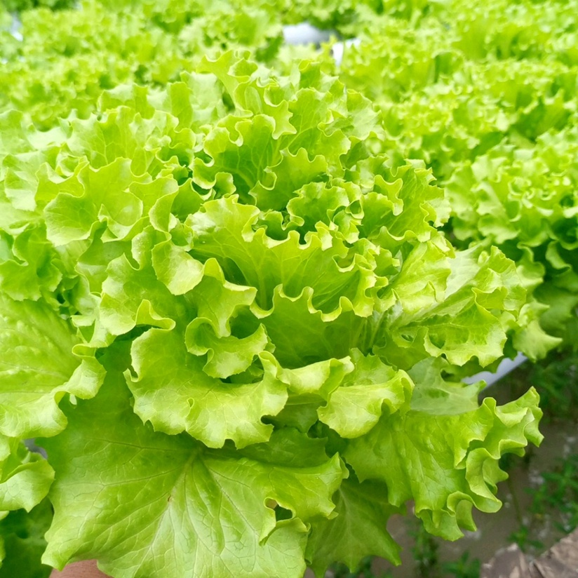 Benih Bibit Selada Hijau Grand Rapids Cap Panah Merah -  Repack TERMURAH