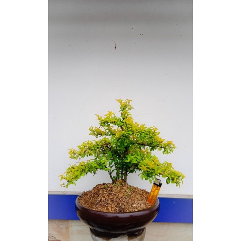 bonsai jadi legistrum siap pajang