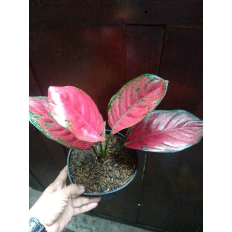 Aglaonema Red Venus