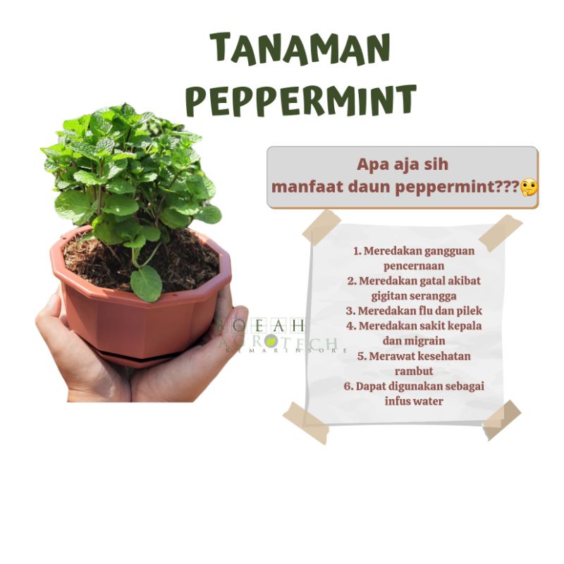 Bibit Tanaman Daun Mint untuk Infuse Water/Tanaman Daun Mint/ Tanaman Herbal Toga Mint(Peppermint)