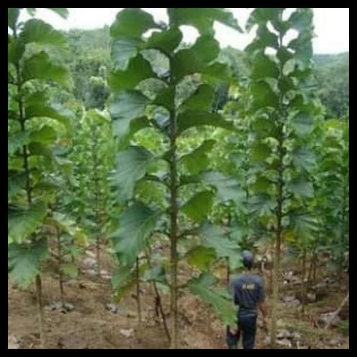 Jual Bibit Pohon Jati