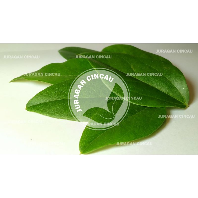

daun cincau jelly hijau segar 100 gram