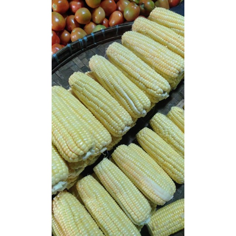 

jagung manis 1kg