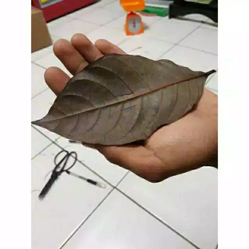 

100gram Daun Kopi Ungu atau daun handeulem segar 1