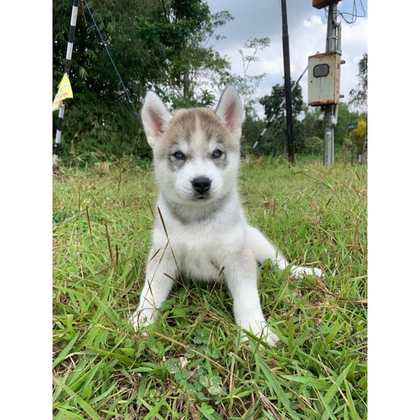 dp siberian husky betina ( airy )