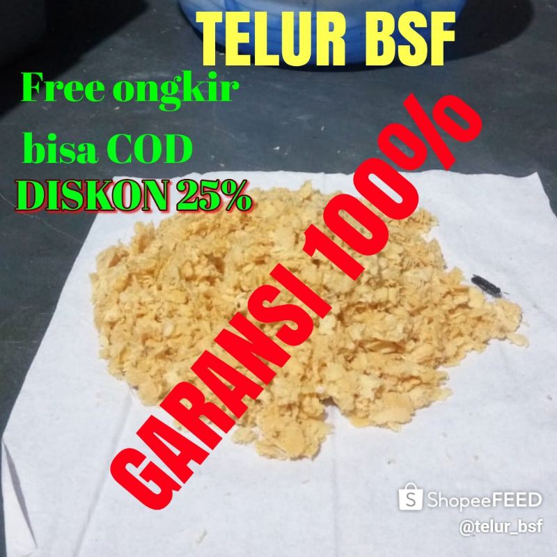 TELUR BSF telur maggot
