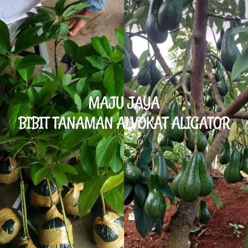 BIBIT ALPUKAT ALIGATOR JUMBO