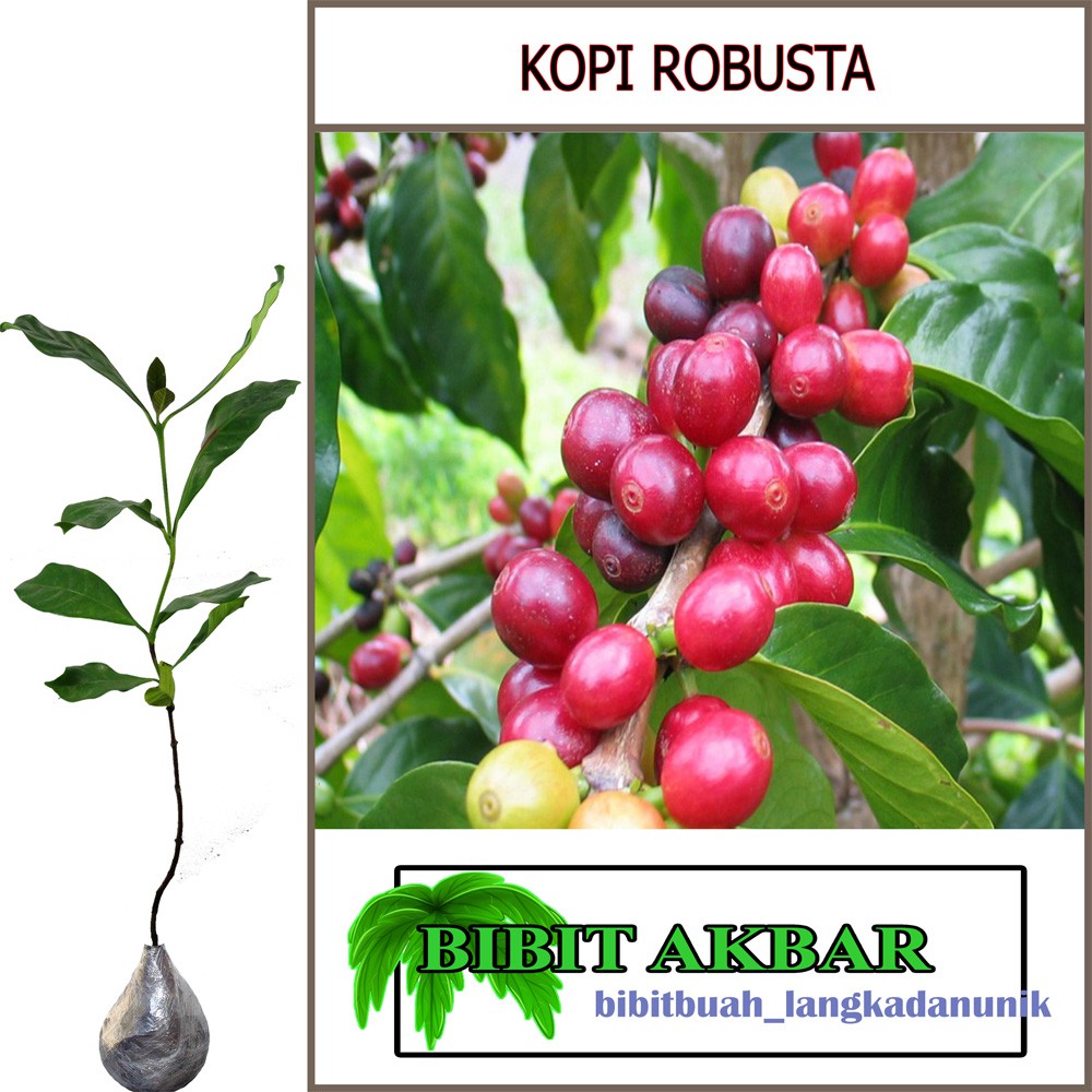 

Bibit Tanaman Kopi Robusta