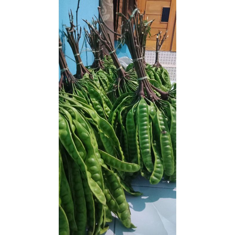 

pete/petey asli garut selatan