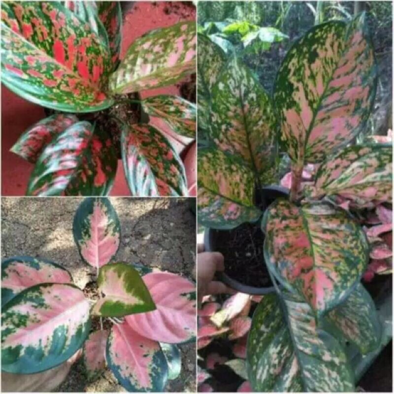 Paket 3 bibit bonggol aglonema