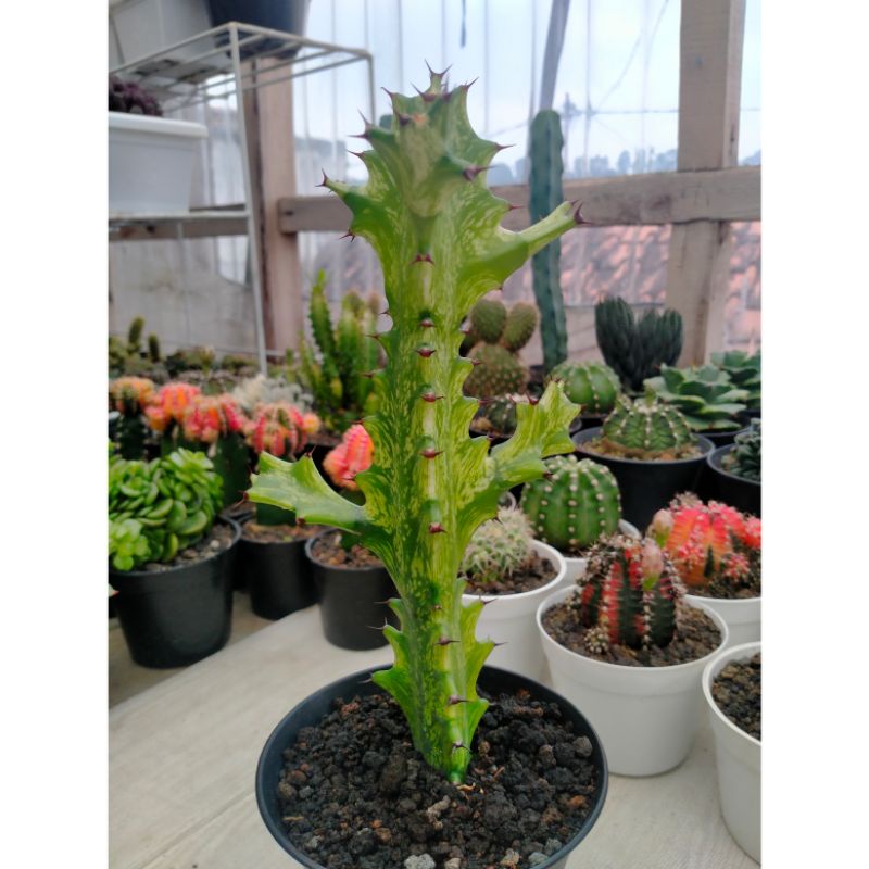 Euphorbia Mayurnathanii f Variegata