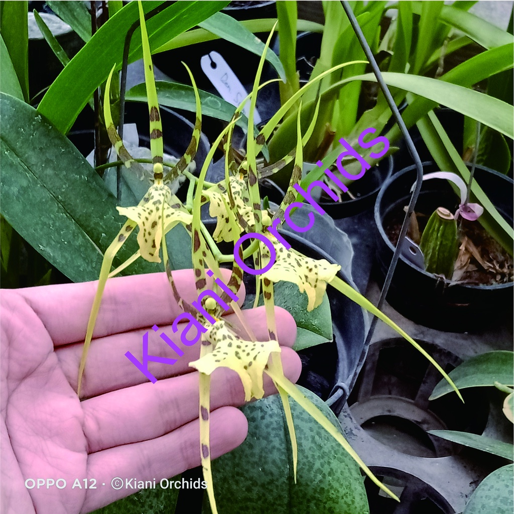 Anggrek Oncidium Brassia arcuigera DEWASA