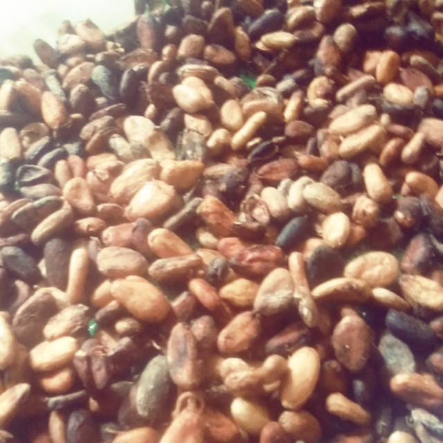 

Biji coklat/biji kakao