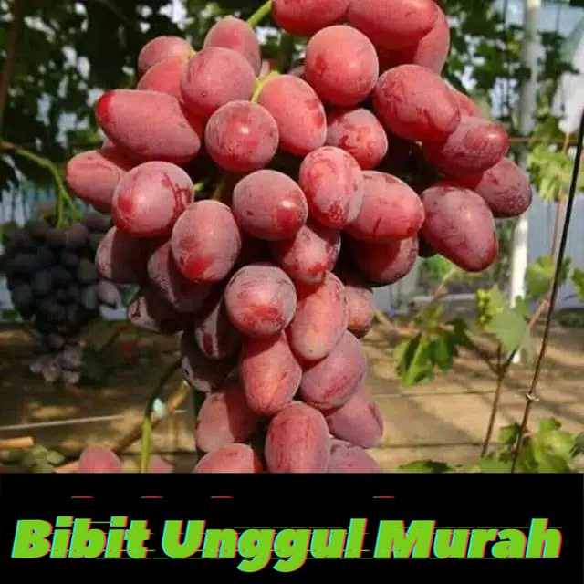 Bibit anggur import taldun hasil grafting