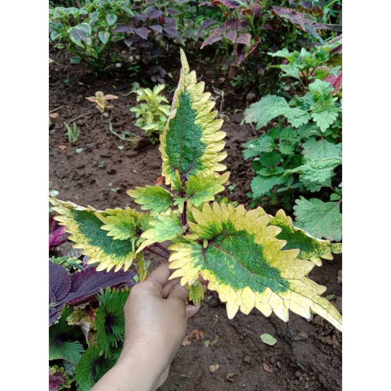 Tanaman Hias Miana premium.