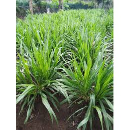 Pakan Ternak BIBIT Rumput Gajah Odot 5kg