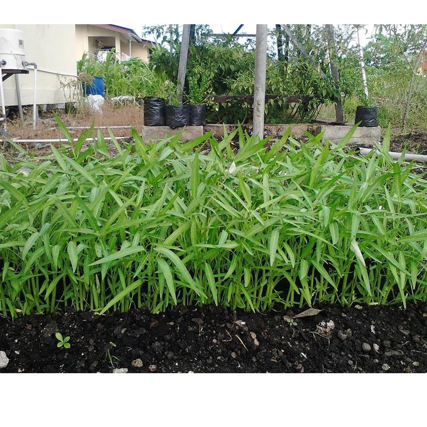 >583 1000 Biji - Benih Kangkung BANGKOK LP-1 - Bibit Kangkung Darat / HIDROPONIK ✿