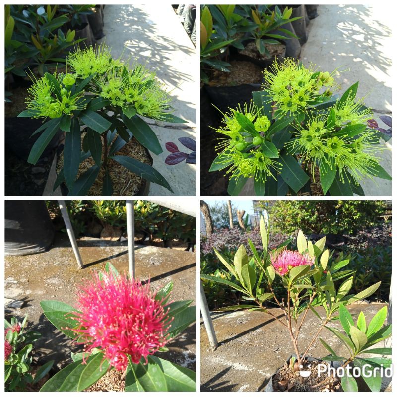 paket hemat santos temon ( 2 pohon )