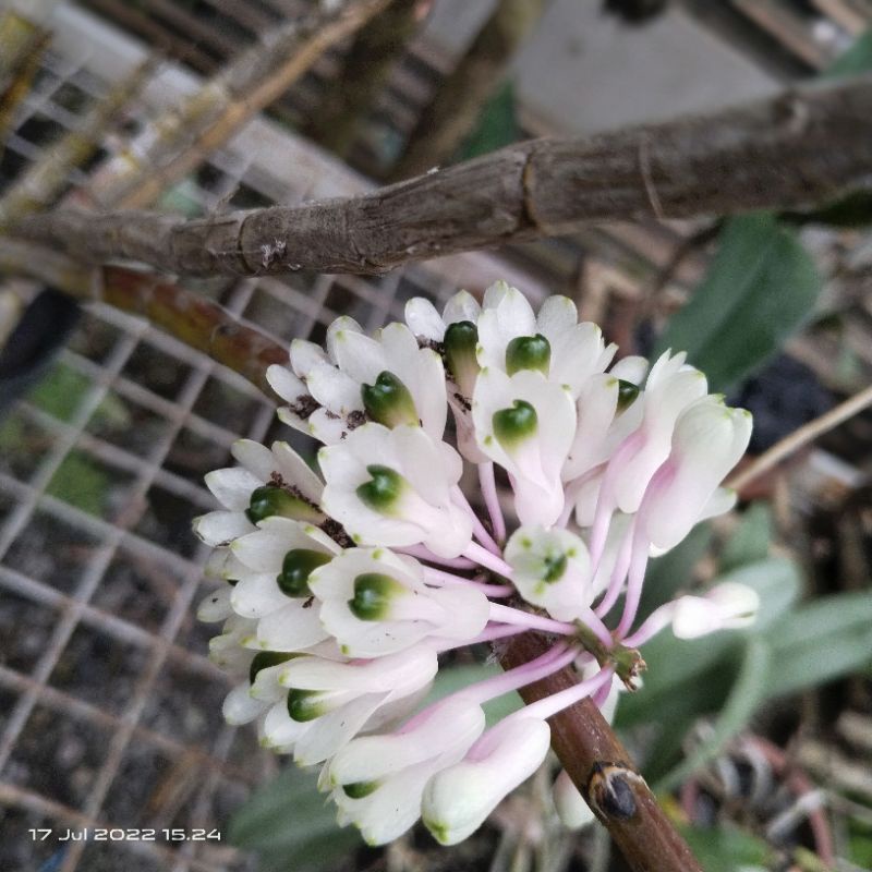 anggrek smiliae papua