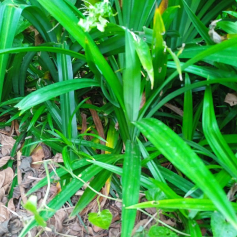 

Bibit Pandan/ di pack dengan Tanah + akar