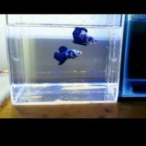 Ikan blue rim panda import