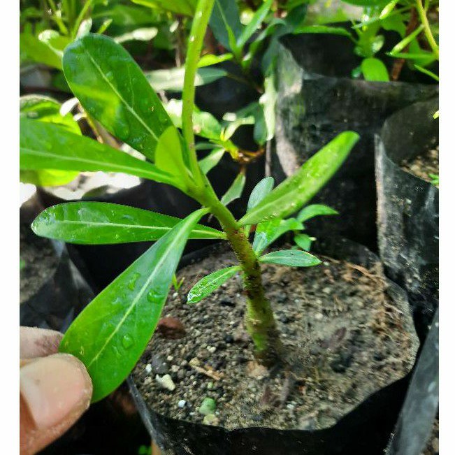 Tanaman hias bunga Adenium / Kamboja Jepang pink tinggi 5cm up.