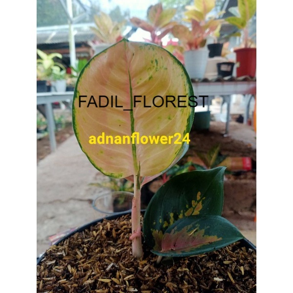 aglonema murah aglonema sultan Brunai anakan SEED_AGLONEMA